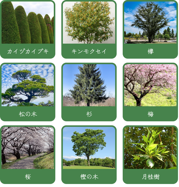 カイヅカイブキ　キンモクセイ　欅　松の木　杉　梅　桜　樫の木　月桂樹