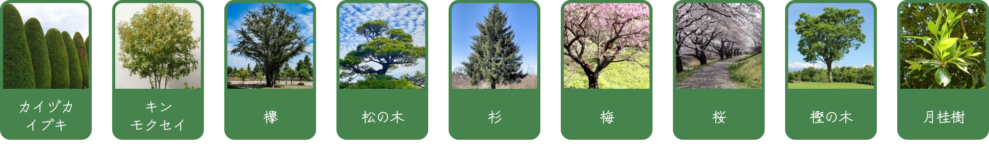 カイヅカイブキ　キンモクセイ　欅　松の木　杉　梅　桜　樫の木　月桂樹
